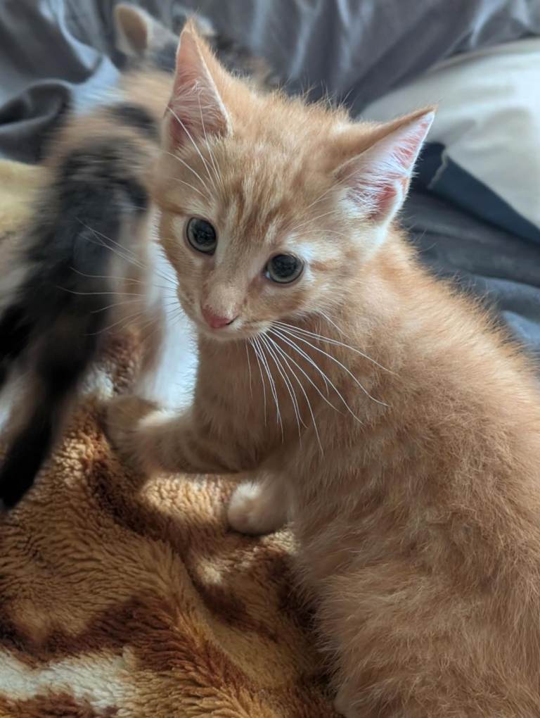 Four beautiful kittens for sale.