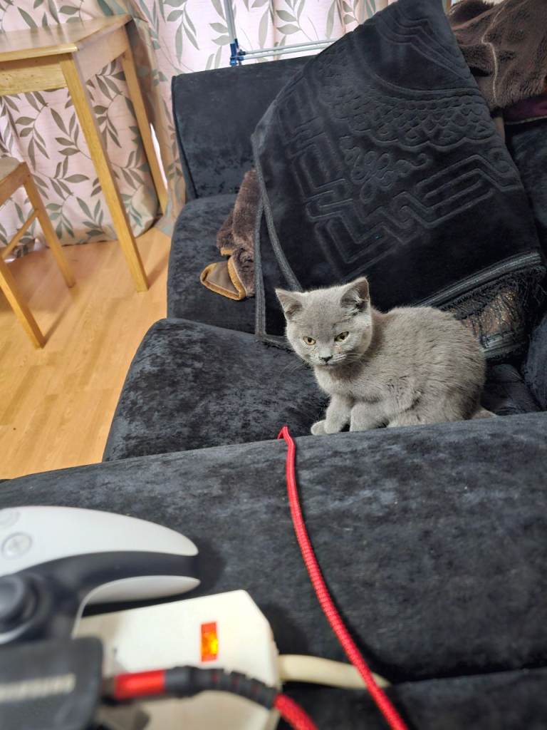 Russian blue kitten male