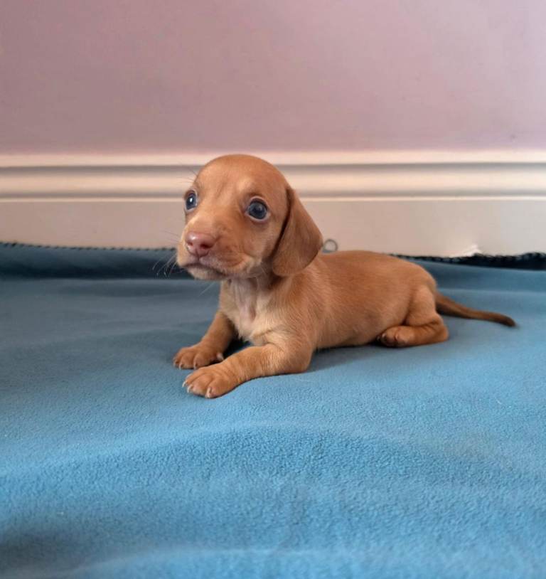 Beautiful cream and long hair miniature dachshund pups