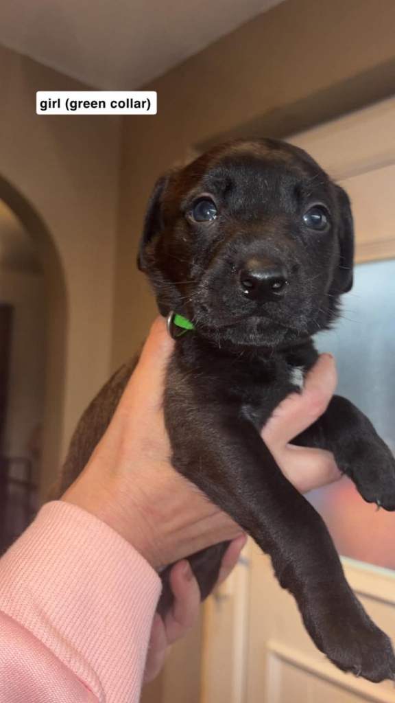 Mastador puppies