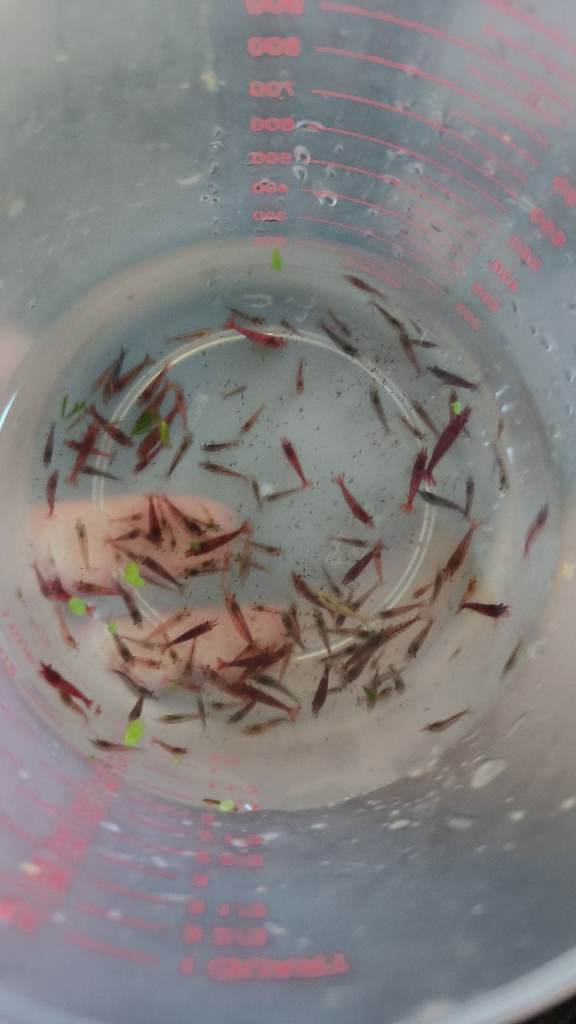 Feeder Shrimp