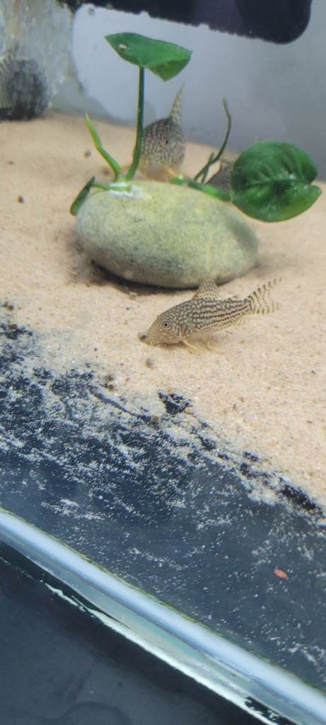 Aquarium fish read description.