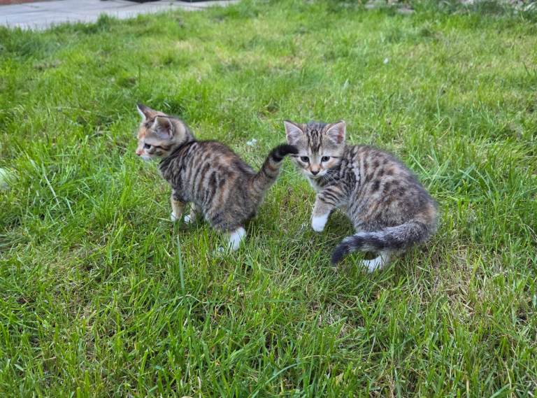 Mum and 5 kittens for sale 