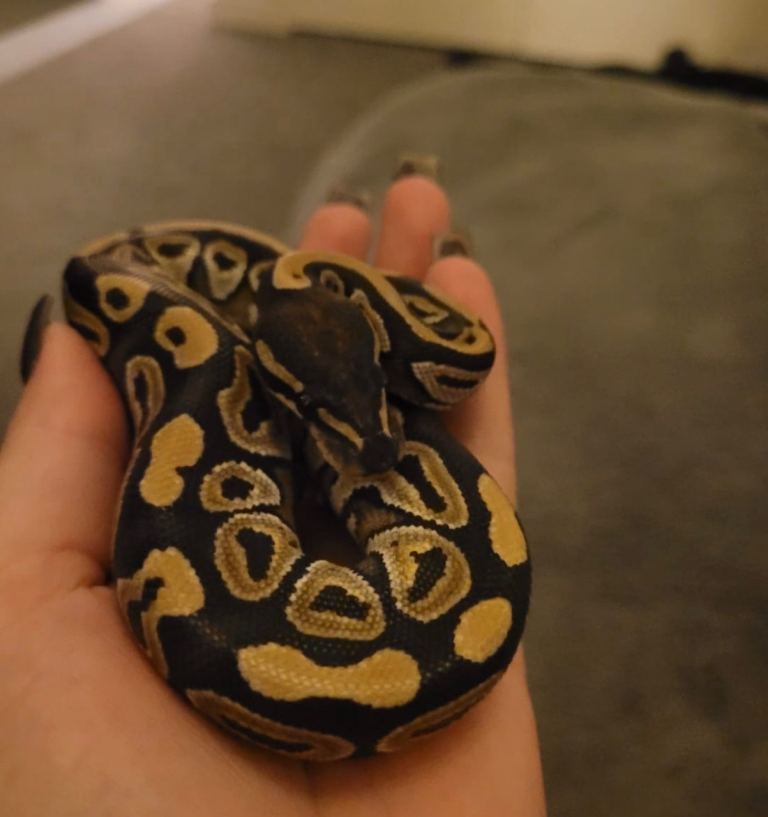 Juvenile male ball python