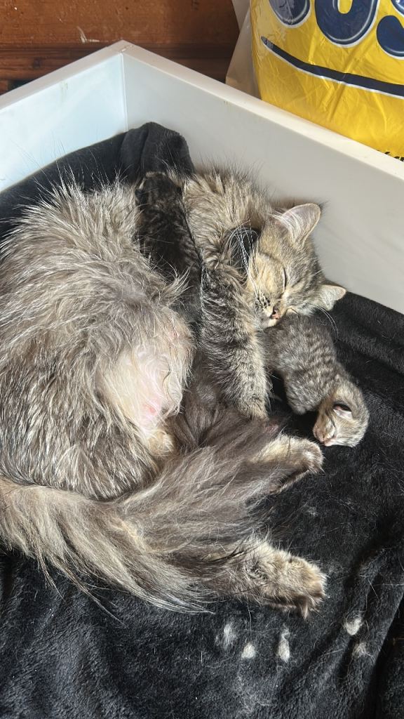 RagdollxSiberian 4 Month kitty’s for sale