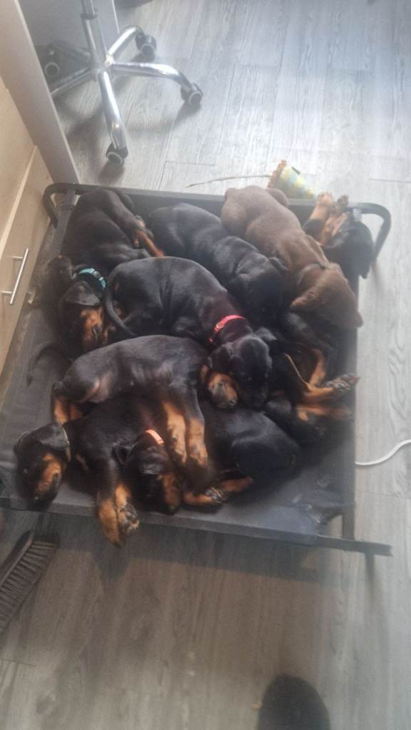 8 week old doberman puppies 
