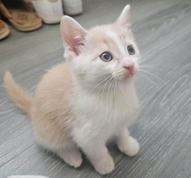 Kitten