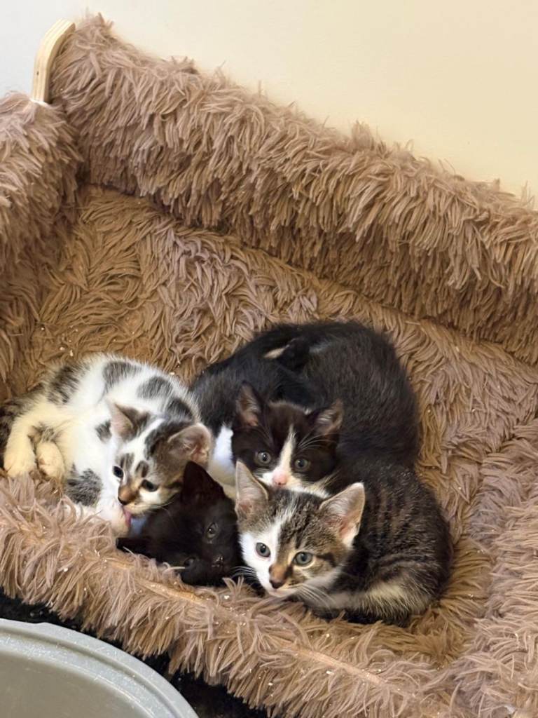 Kittens x4