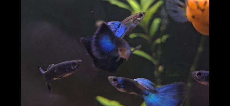 RARE BLUE MOSCOW GUPPIES. LIVE FISH. FRY, MALES & FEMALES. NO AQUARIUM INCLUDED