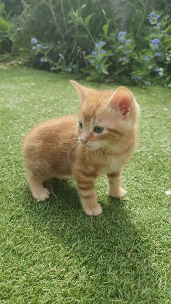 Kittens 