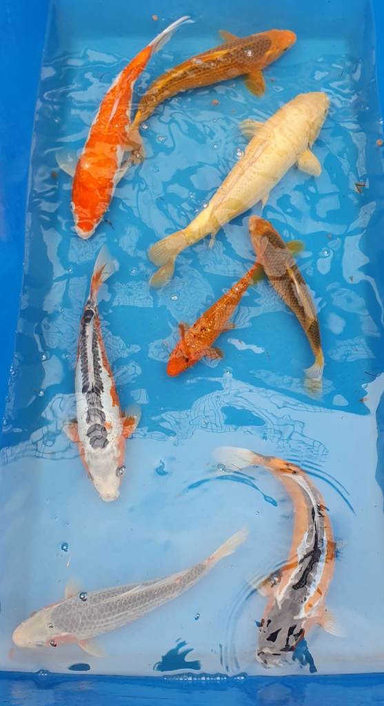 Koi pond fish 
