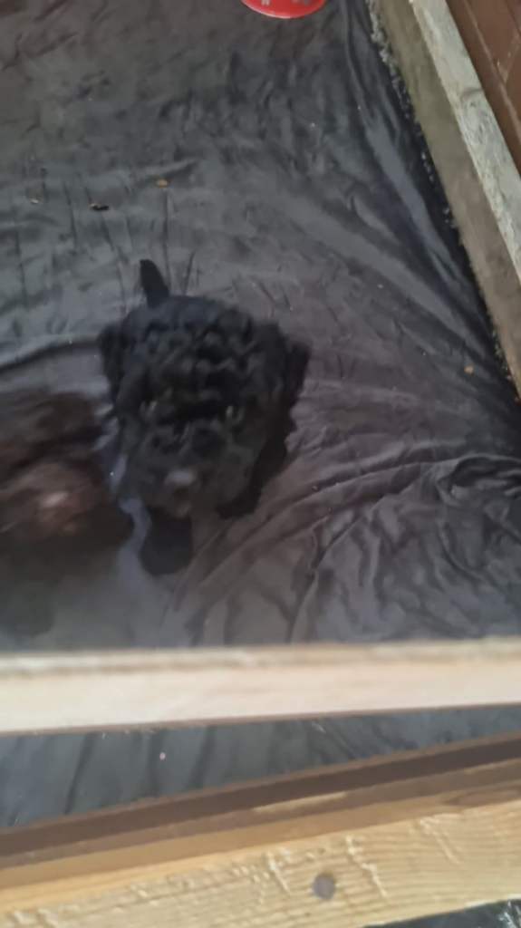 Full pedigree miniature poodles. 2 girls left