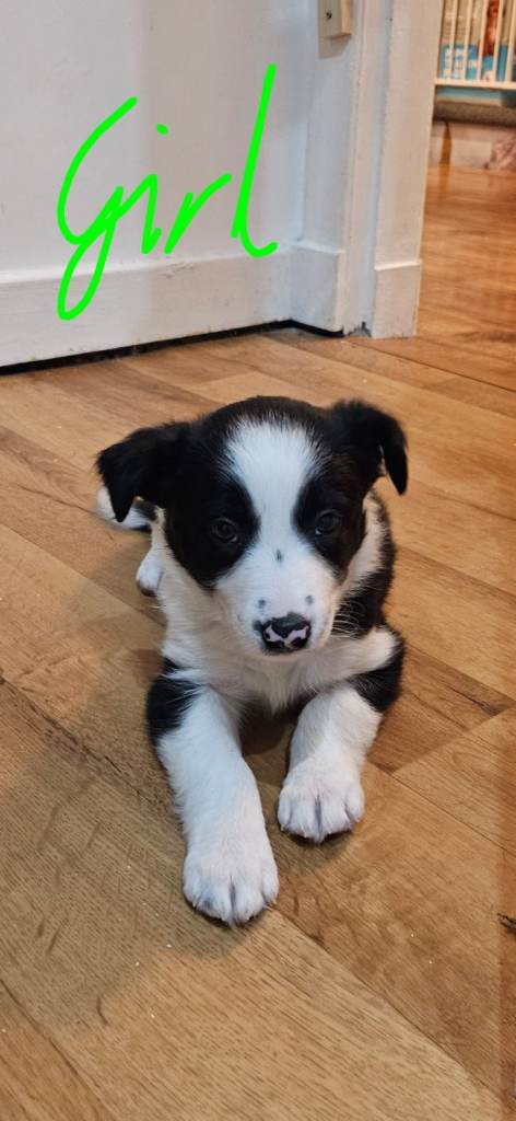 Border Collie Puppies  Boys & Girls 