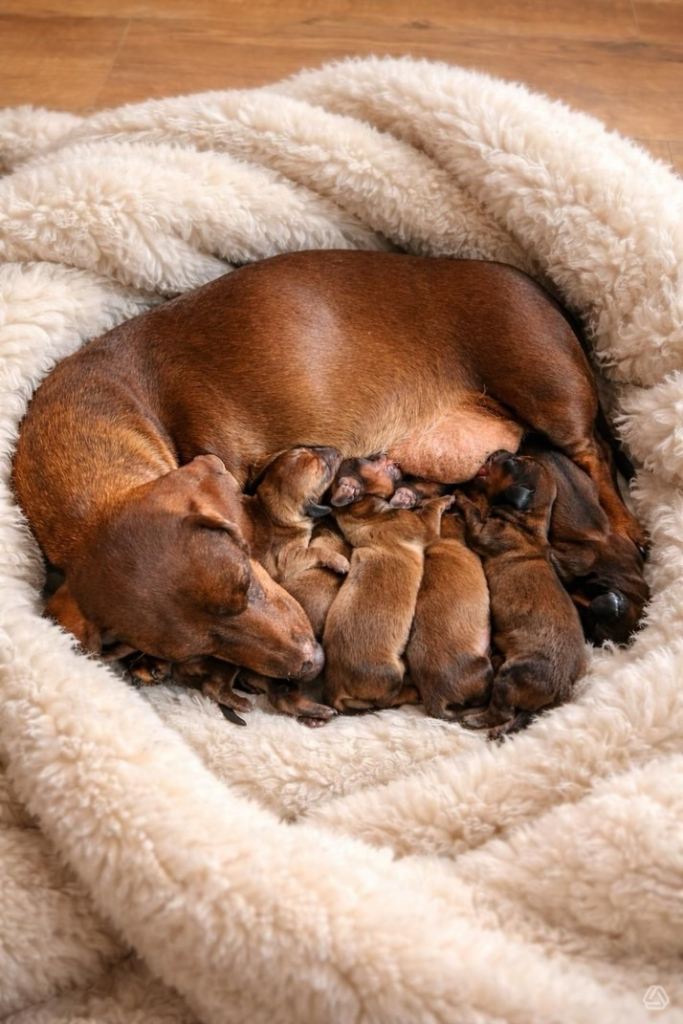 Gorgeous miniature dachshund 