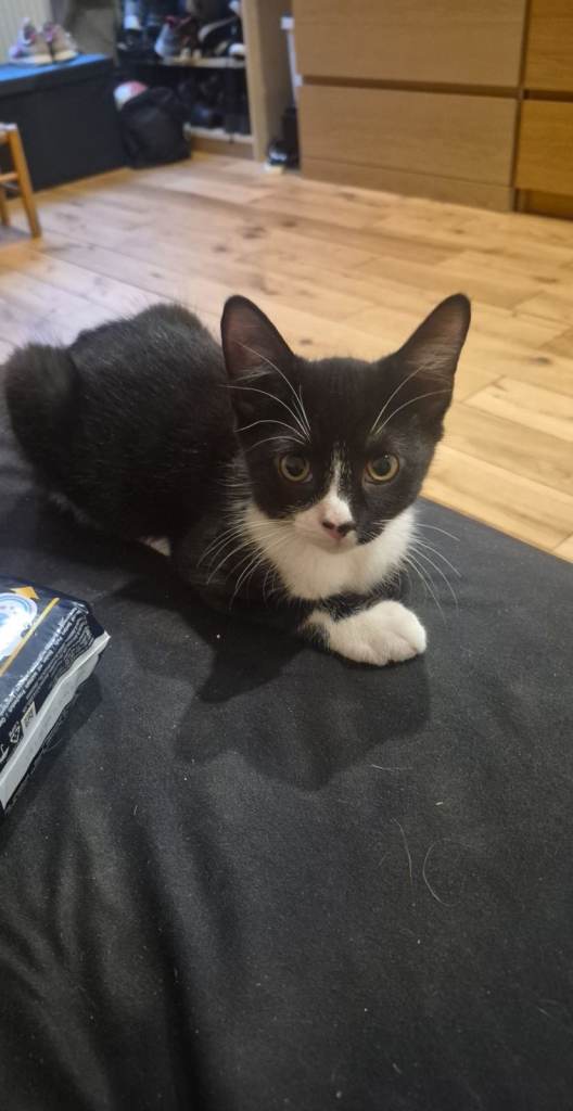 Adorable "little gentleman" tuxedo kitten looking for a loving home! 🖤🤍