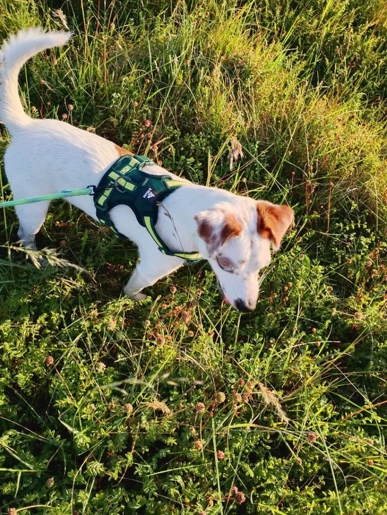 Jack Russell terrier 1 year 