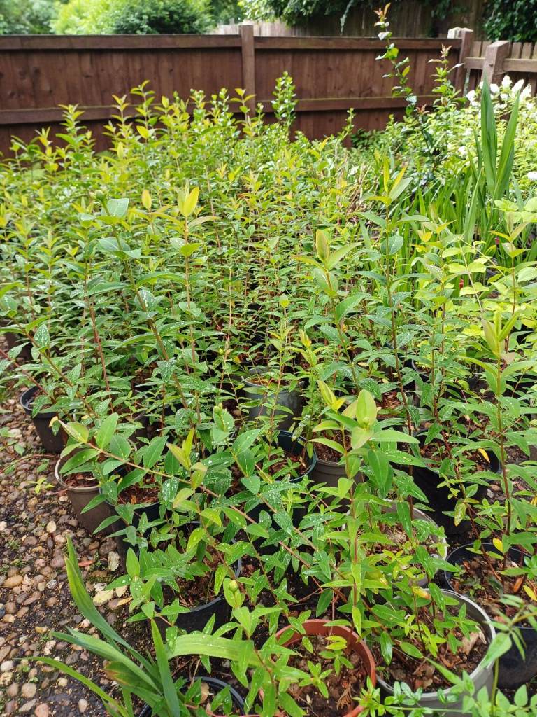 Bulk supply of flowering ornamental garden shrubs - around 2 feet tall
