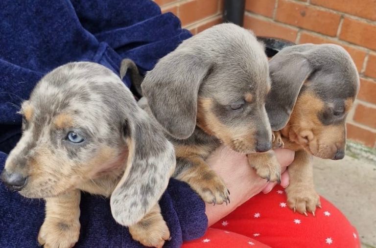 Dachshund Puppies