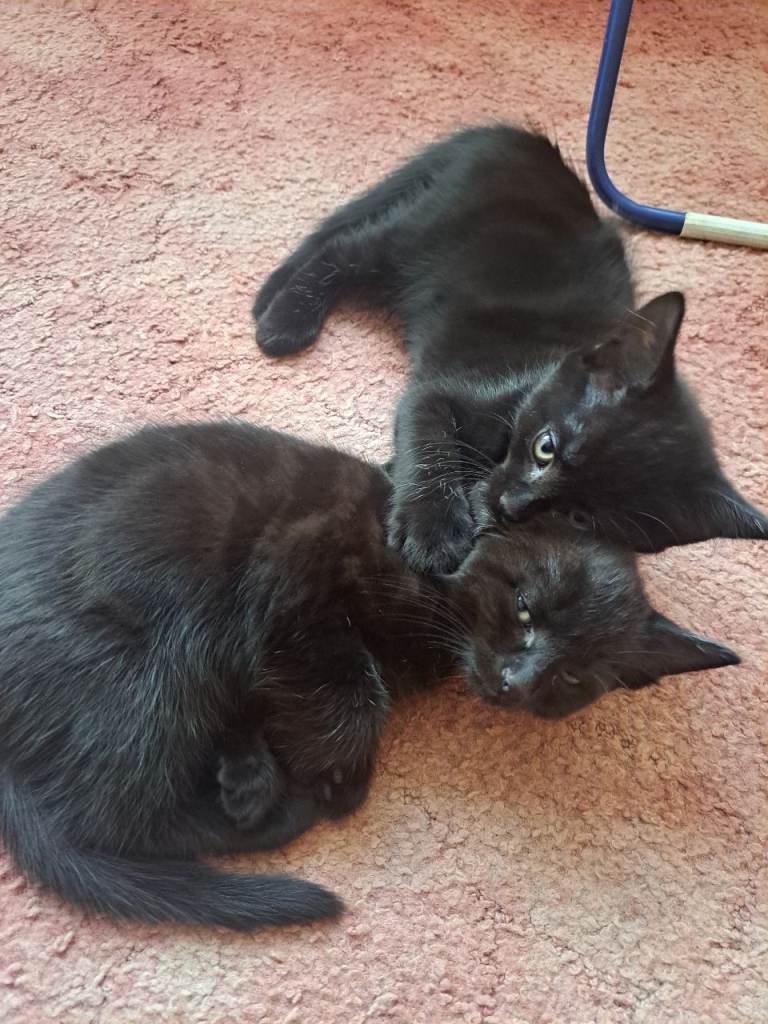 Kittens for sale