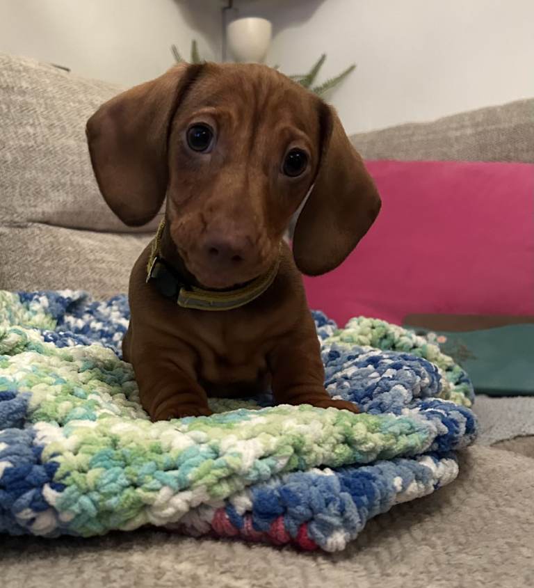 Full of affection Miniature Dachshund Boy 