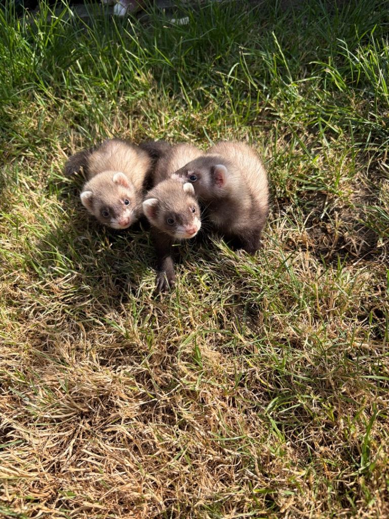 Micro ferrets /Micro cross