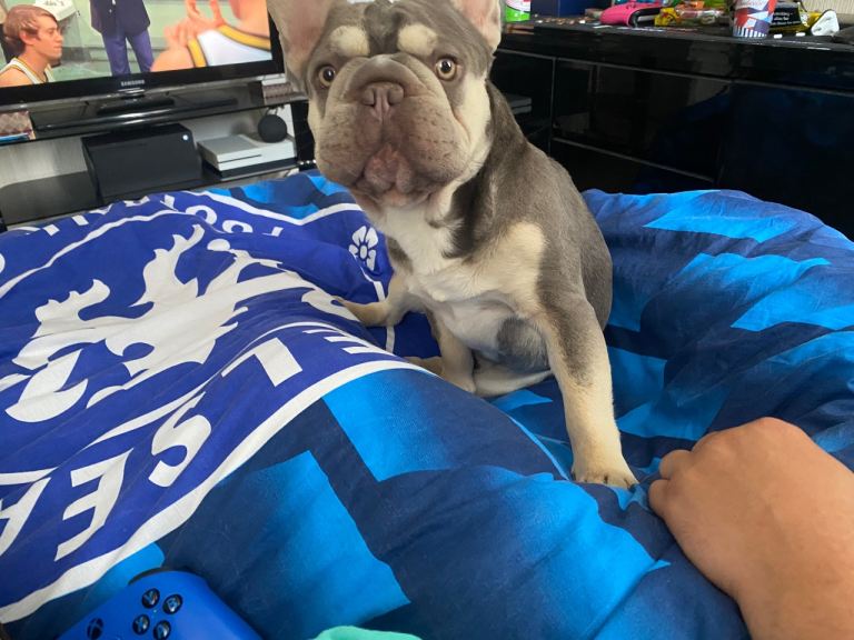 * French Bulldog *