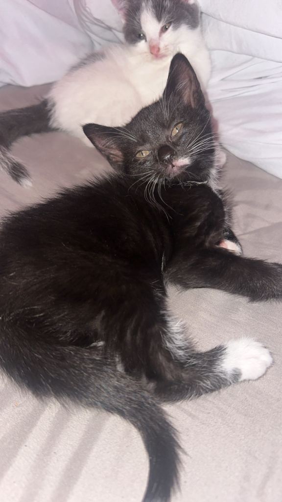 Female kitten 