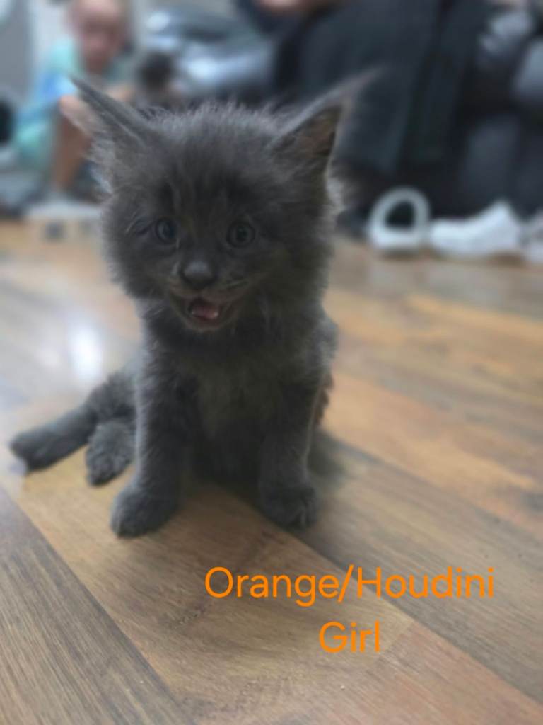 Maincoon kittens