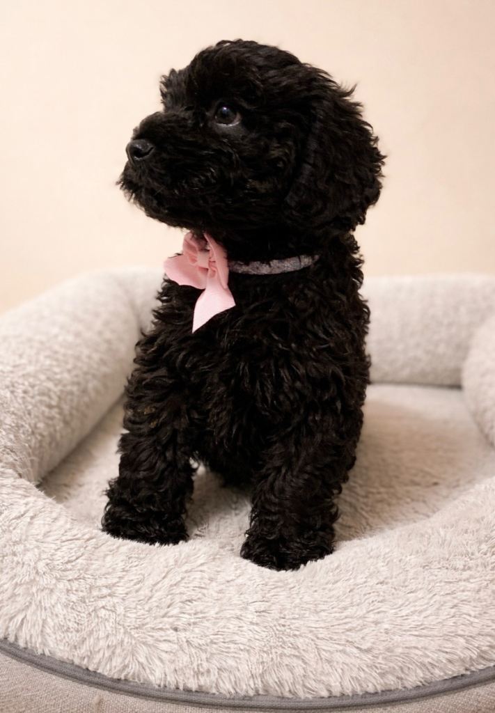 2 beautiful cockapoo puppy’s 