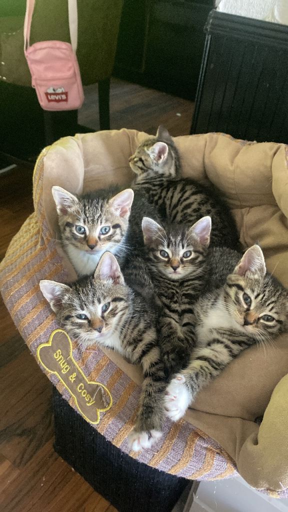 Half Egyptian Mau kittens 
