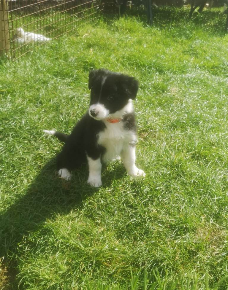 BORDER COLLIE PUPPIES **ALL SOLD, SORRY **