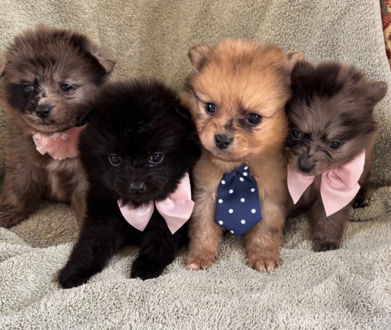 Beautiful Pomeranian puppies
