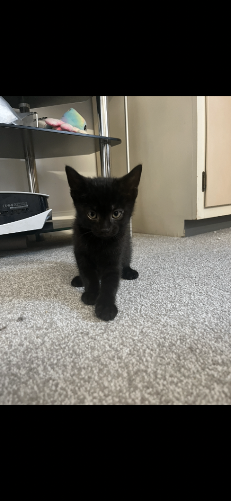Kittens