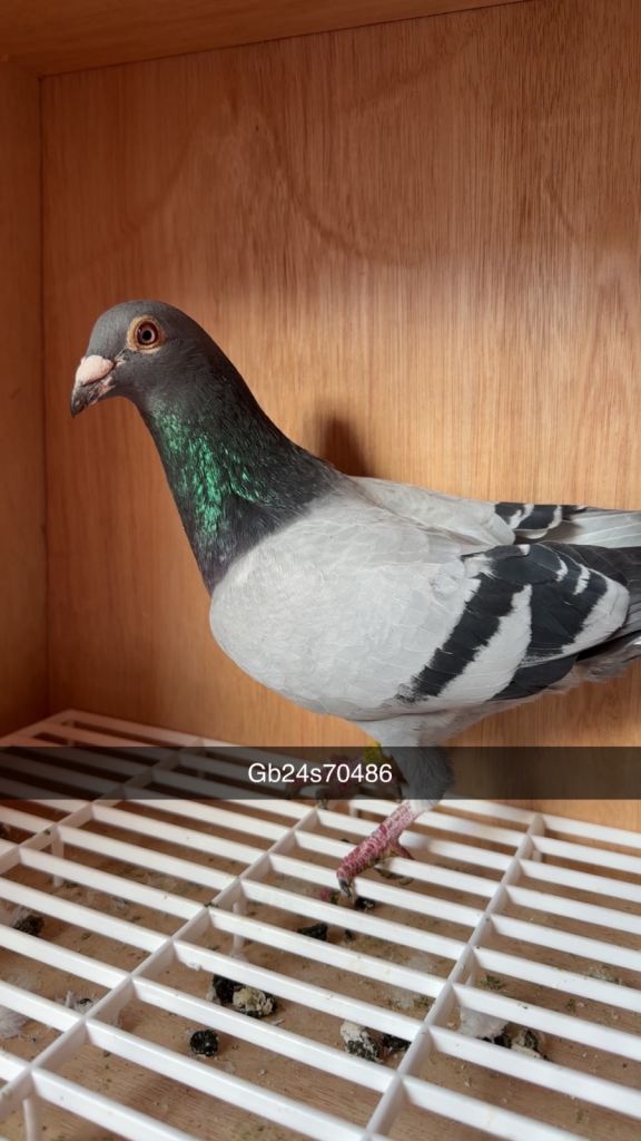 Racing pigeons for sale 