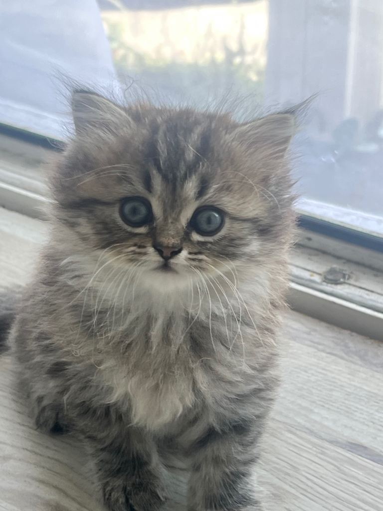 Beautiful Persian boy 