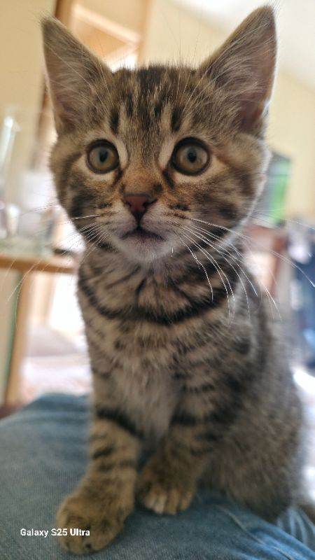 tabby kitten with its belongings