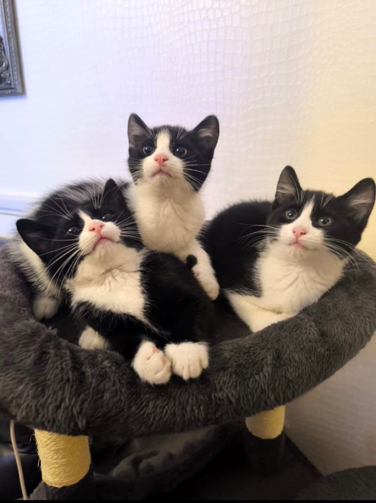 Cute kittens for sale ready now 