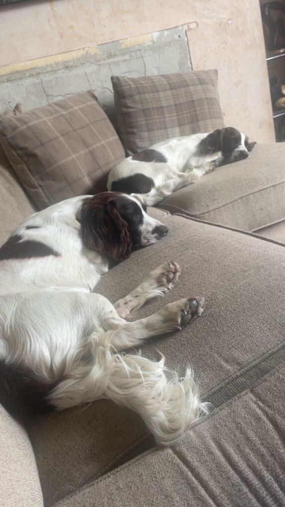 Two female English springers for sale