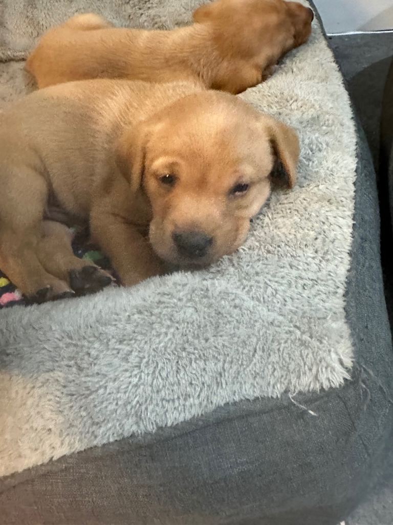 Labrador Puppies