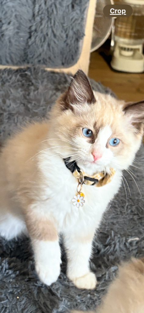 Pure ragdoll kittens 