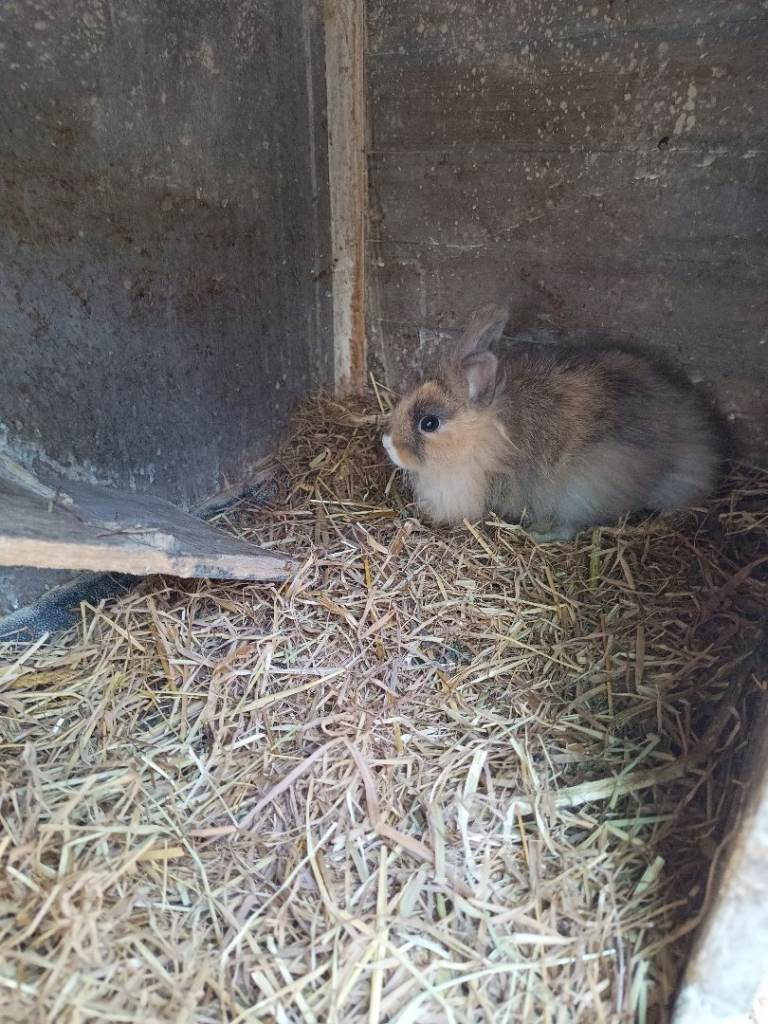 Baby bunny for sale 