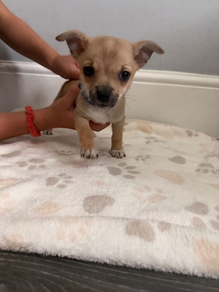 Pomchi puppies ready to go