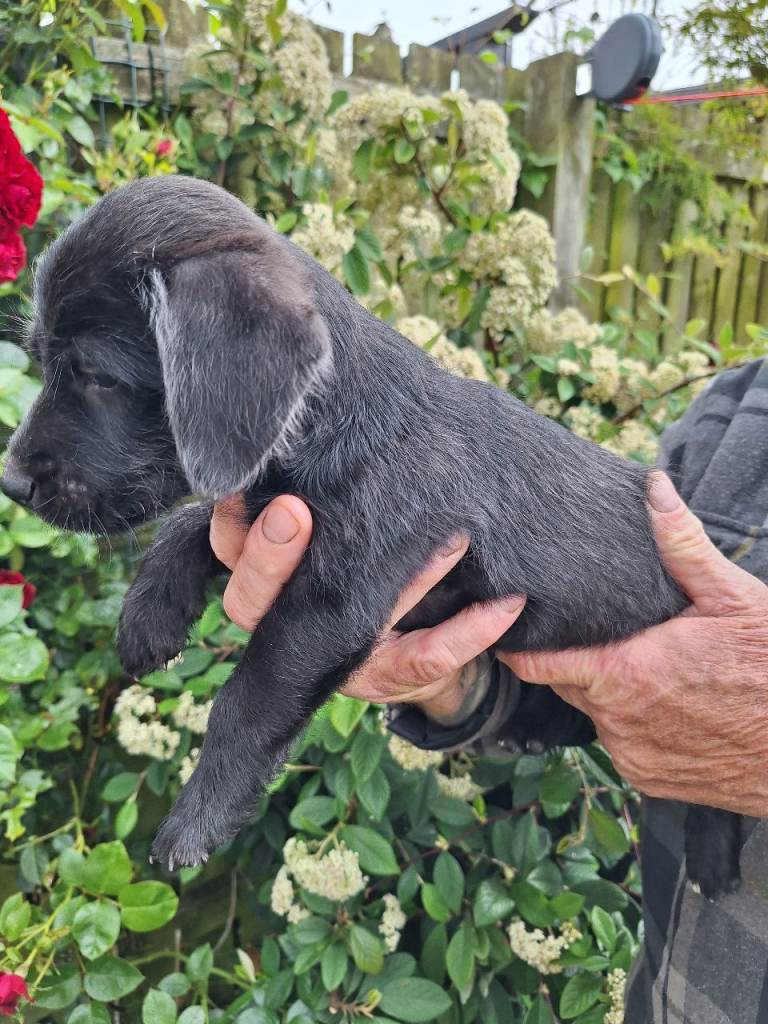 Jack russel xbedlington terrier puppies 