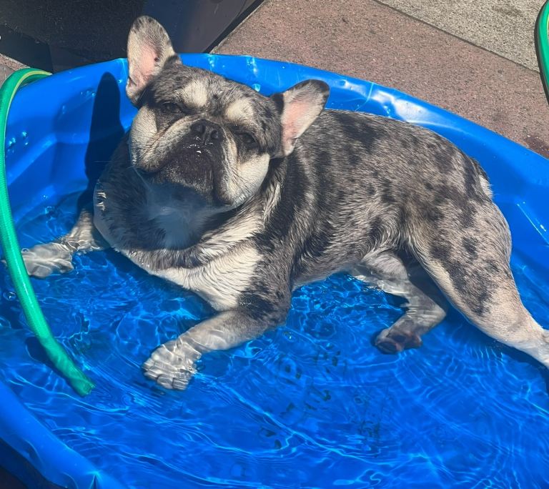 Male French bulldog for sale 