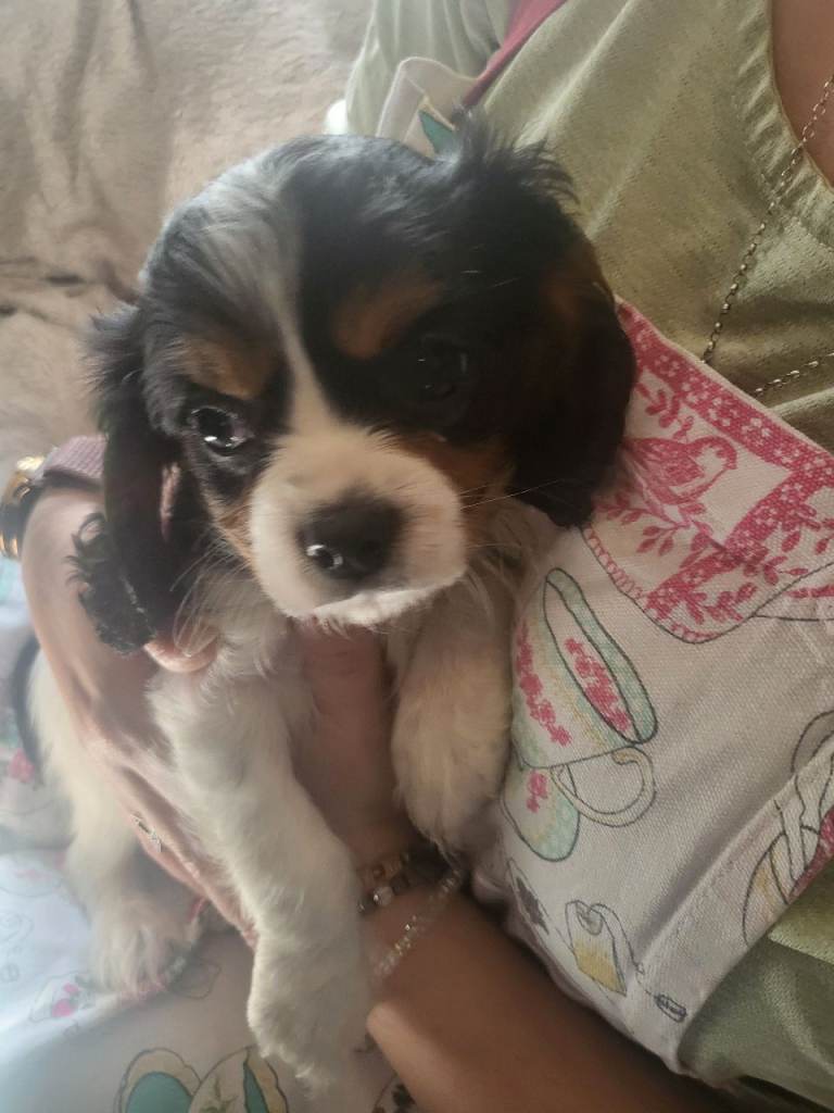 Cavalier king charles spaniel pups