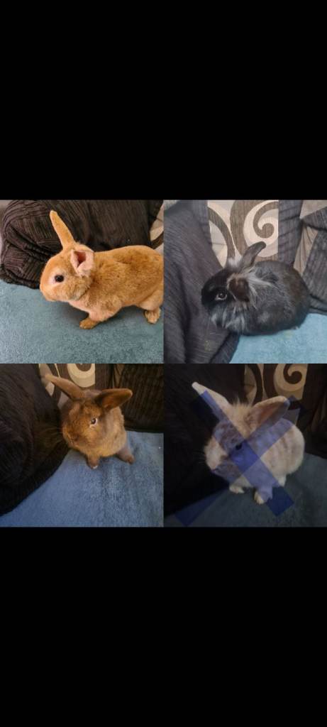 Mini rex x lion head