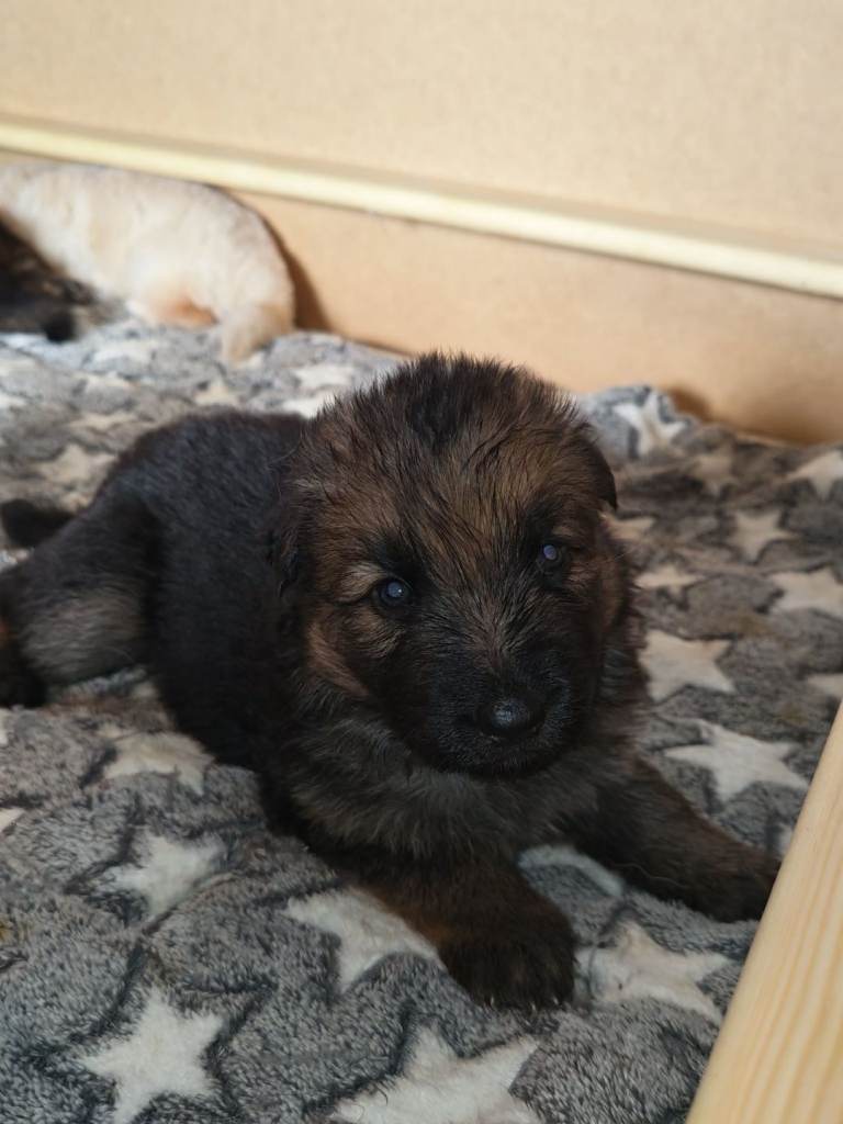 GSD pups for sale