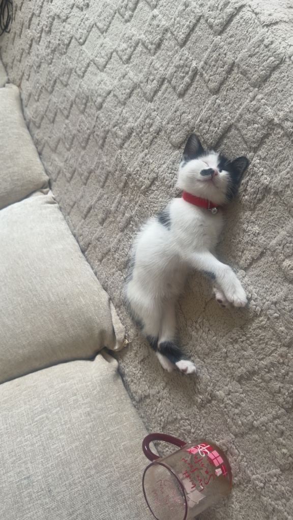 10 week old male kitten for sale 