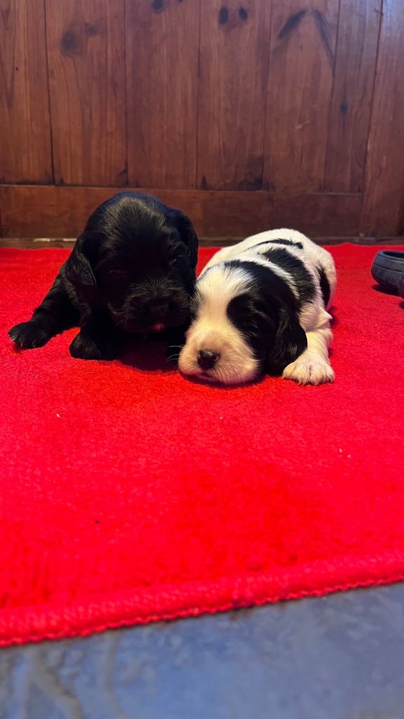 Cocker spaniel puppies 