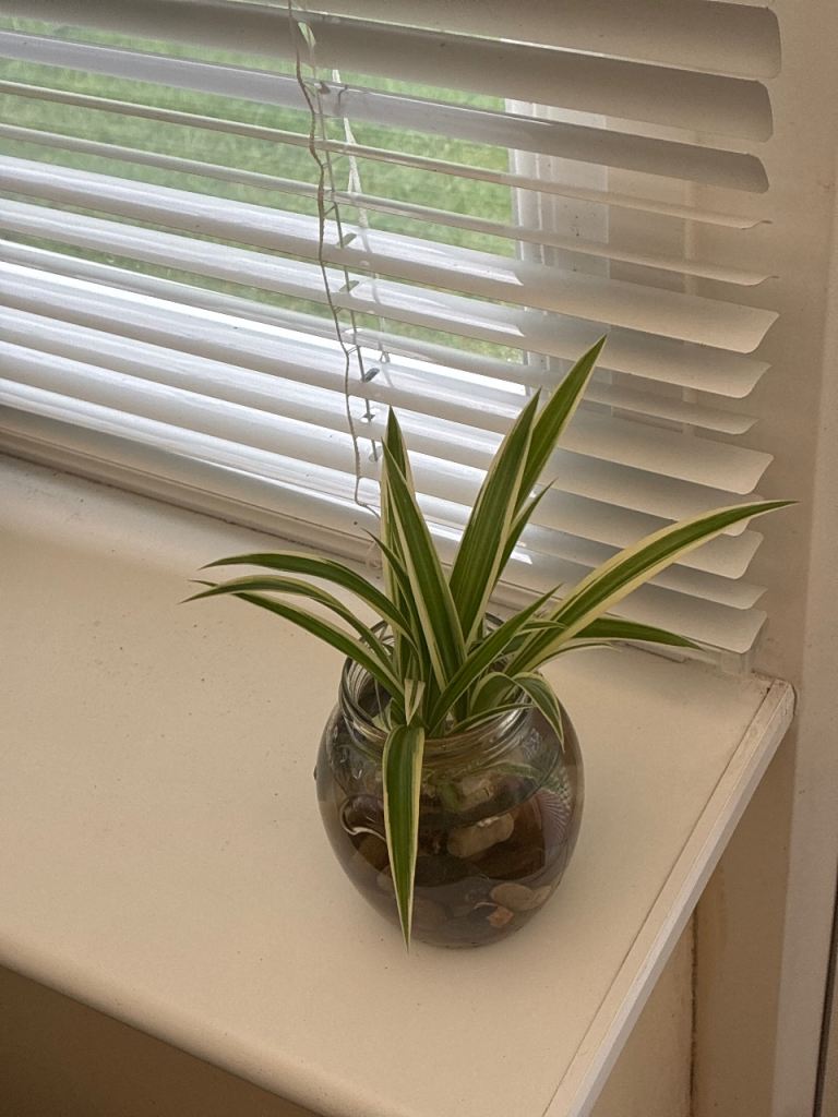 Spider plant 